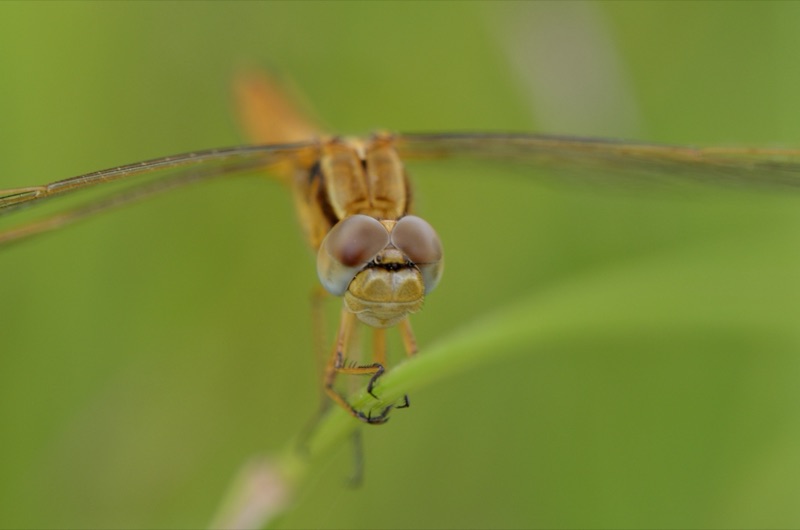 Libellule Crocothemis erythraea posée sur une tige