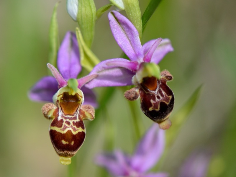 Ophrys bécasse, orchidée sauvage en fleur
