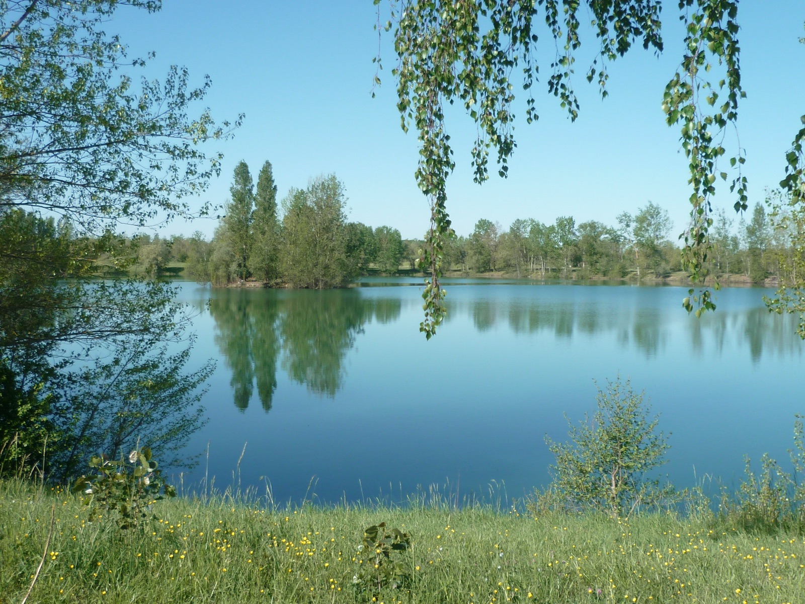 Plan d'eau bordé de bouleaux et de prairie, ancienne gravière réaménagée