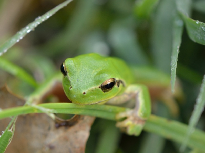 Rainette méridionale posée sur une feuille